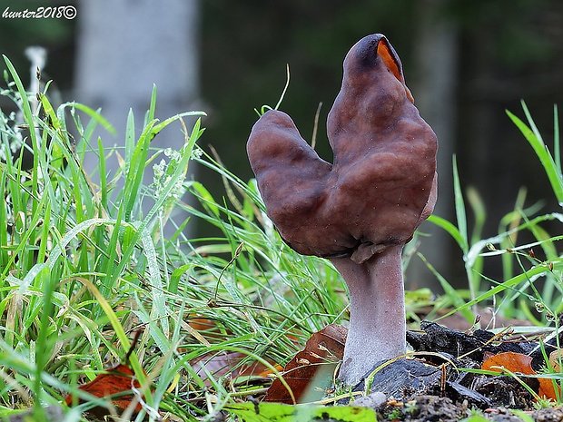 ušiak mitrovitý Gyromitra infula (Schaeff.) Quél.