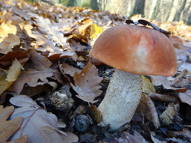 kozák dubový Leccinum aurantiacum (Bull.) Gray