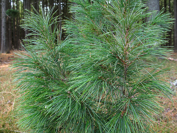 borovica balkánska Pinus peuce