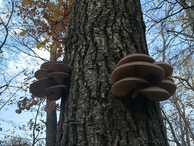 hliva ustricovitá Pleurotus ostreatus (Jacq.) P. Kumm.