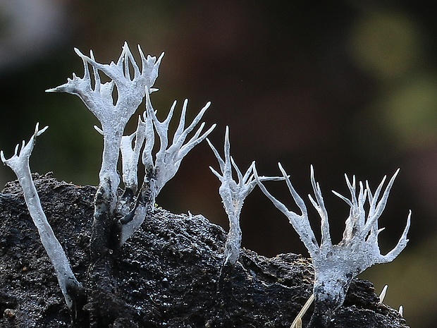 drevnatec parohatý Xylaria hypoxylon (L.) Grev.