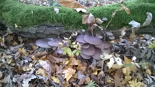 hliva Pleurotus dryinus (Pers.) P. Kumm.