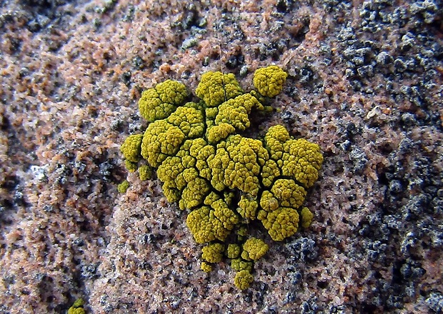 svietivček koralovitý Candelariella coralliza (Nyl.) H. Magn.