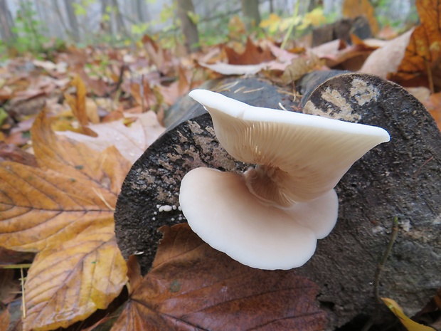 pahliva mäkká Crepidotus mollis (Schaeff.) Staude