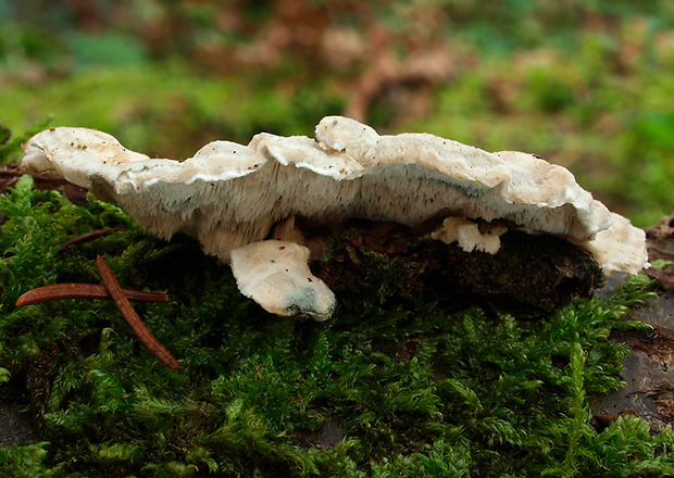 šťavnatec modrastý Cyanosporus caesius (Schrad.) McGinty