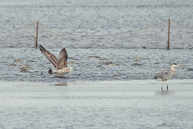 čajka žltonohá  Larus michahellis