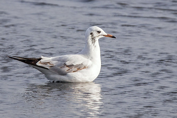 čajka smejivá  Larus ridibundus