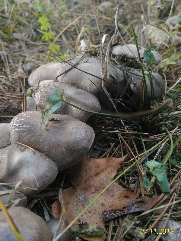 strmulec parkový Lyophyllum loricatum (Fr.) Kühner ex Kalamees