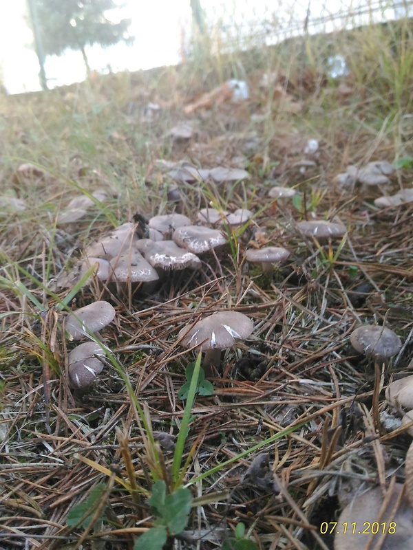 strmulec parkový Lyophyllum loricatum (Fr.) Kühner ex Kalamees