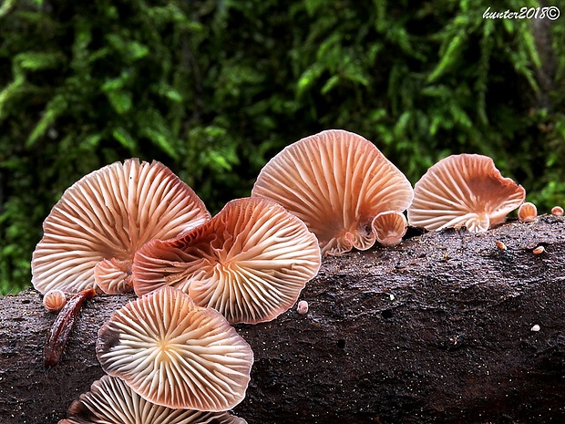 pňovka fialovohnedá Panellus violaceofulvus (Batsch) Singer