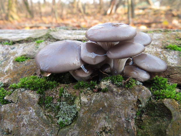 hliva ustricovitá Pleurotus ostreatus (Jacq.) P. Kumm.