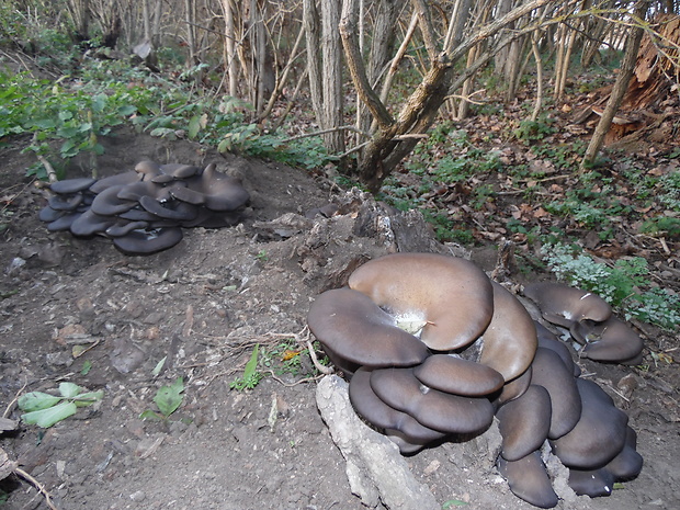 hliva ustricovitá Pleurotus ostreatus (Jacq.) P. Kumm.