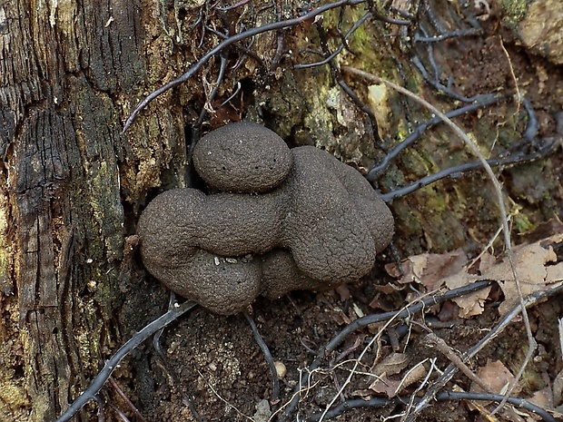 drevnatec Xylaria sp.