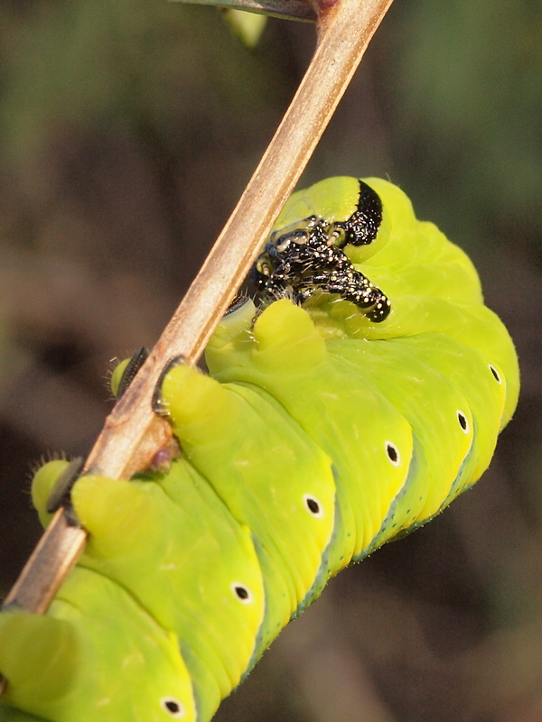 lišaj smrtkový Acherontia atropos