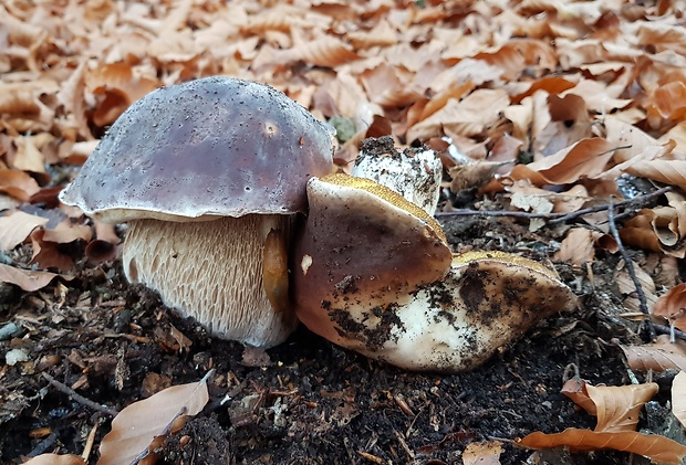 hríb smrekový Boletus edulis Bull.