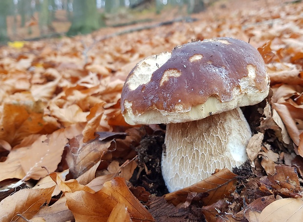 hríb smrekový Boletus edulis Bull.