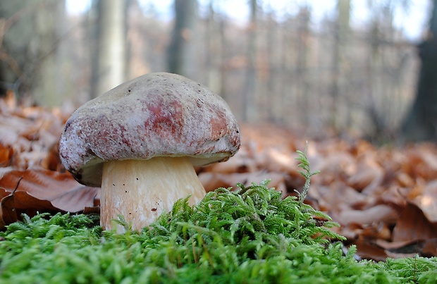 hríb sosnový Boletus pinophilus Pil. et Dermek in Pil.