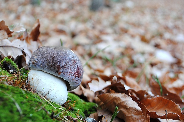 hríb sosnový Boletus pinophilus Pil. et Dermek in Pil.