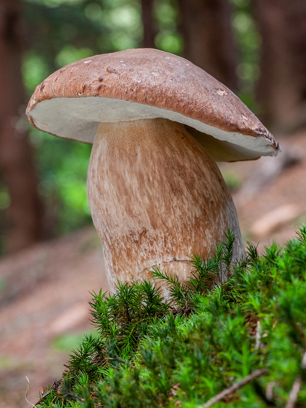 hríb dubový Boletus reticulatus Schaeff.