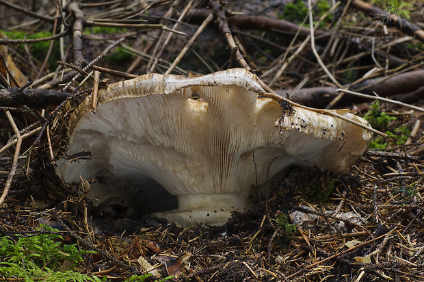 náramkovka cisárska Catathelasma imperiale (P. Karst.) Singer