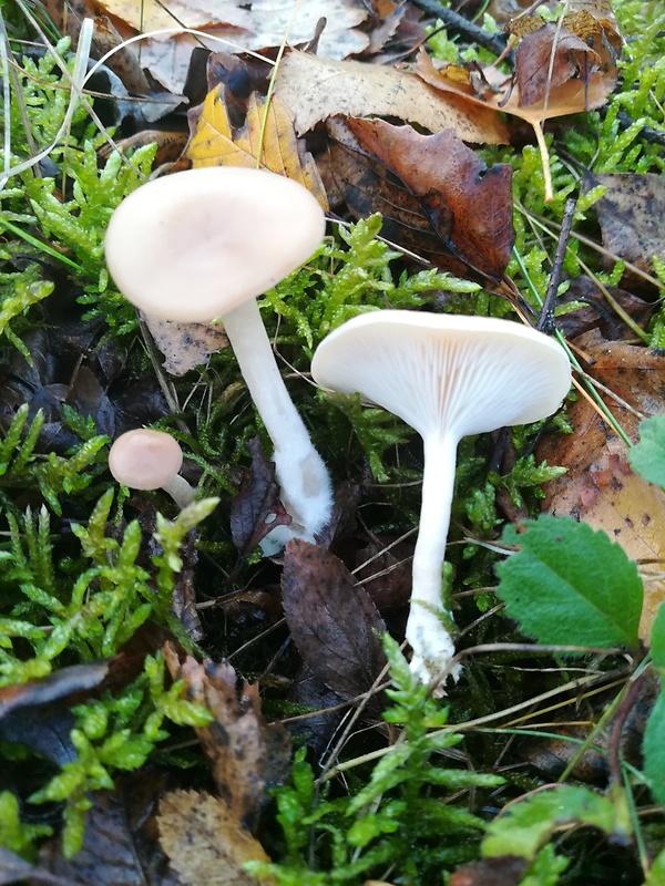 strmuľka Clitocybe sp.