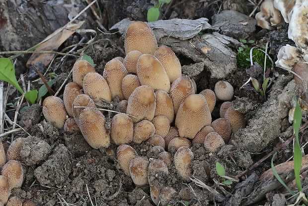 hnojník Coprinus sp.