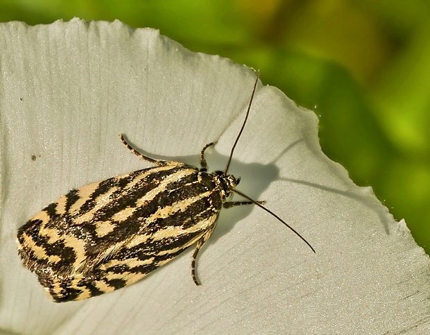 morička pupencová Emmelia trabealis