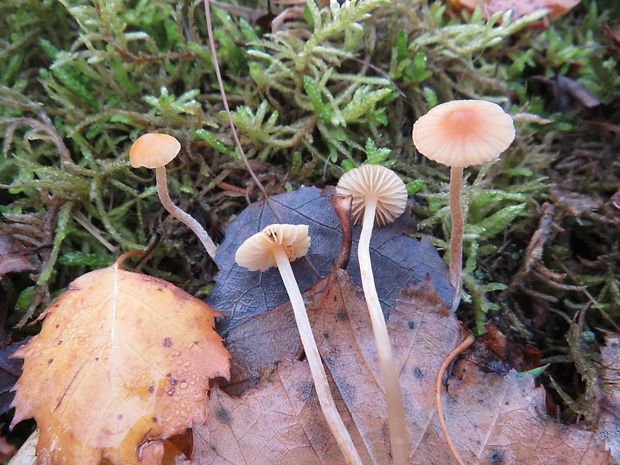 kapucňovka Galerina sp.