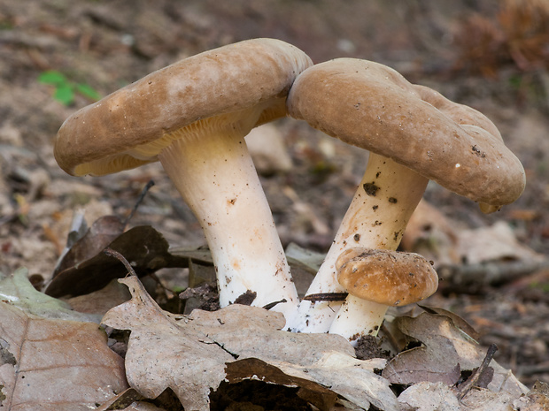 rýdzik vráskavý Lactarius pterosporus Romagn.