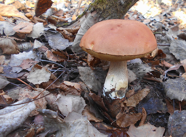 kozák dubový Leccinum aurantiacum (Bull.) Gray