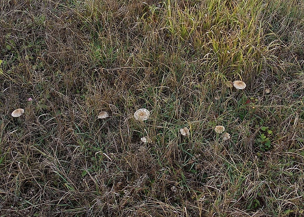 bedľa štíhla Macrolepiota mastoidea (Fr.) Singer