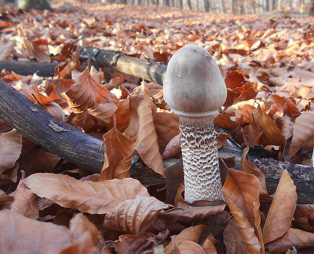 bedľa vysoká Macrolepiota procera (Scop.) Singer