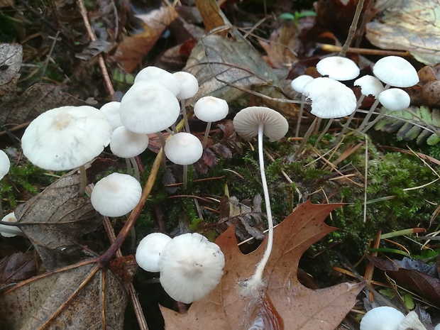 prilbička Mycena sp.