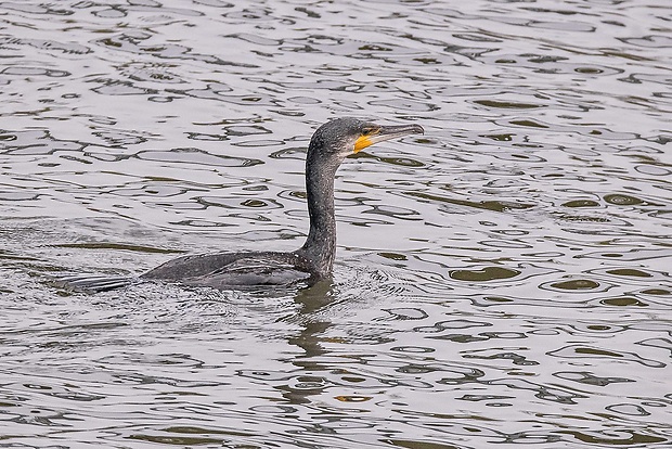 kormorán veľký  Phalacrocorax carbo