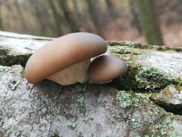 hliva ustricovitá Pleurotus ostreatus (Jacq.) P. Kumm.