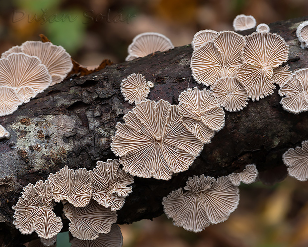 klanolupeňovka obyčajná Schizophyllum commune Fr.