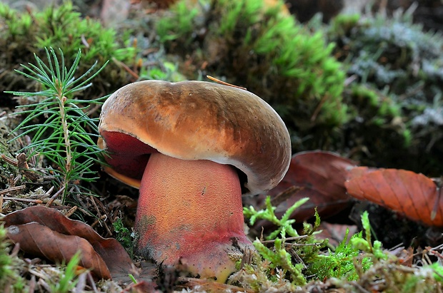 hríb zrnitohlúbikový Sutorius luridiformis (Rostk.) G. Wu & Zhu L. Yang