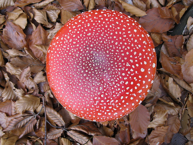 muchotrávka červená Amanita muscaria (L.) Lam.