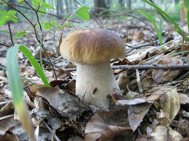 hríb smrekový Boletus edulis Bull.