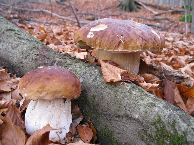 hríb smrekový Boletus edulis Bull.