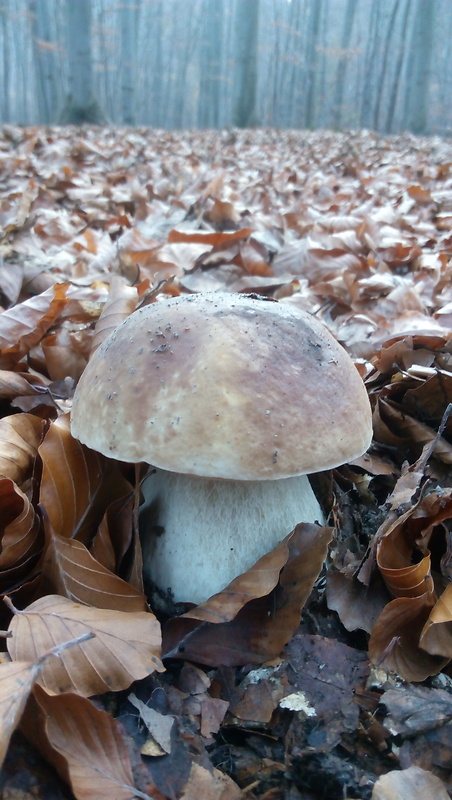 hríb smrekový Boletus edulis Bull.