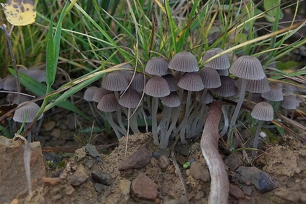 hnojník Coprinus sp.