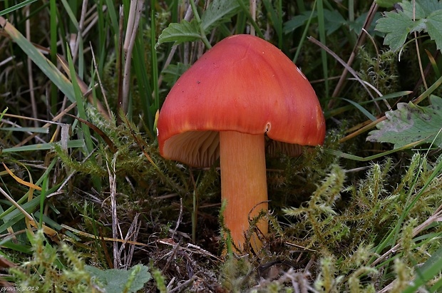 lúčnica granátovočervená Hygrocybe punicea (Fr.) P. Kumm.