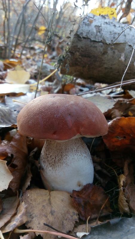 kozák dubový Leccinum aurantiacum (Bull.) Gray