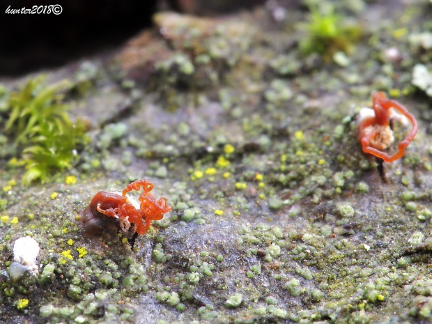 libertella Libertella sp. Desm.