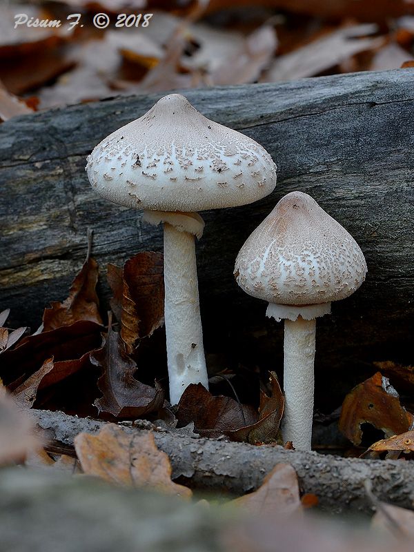 bedľa štíhla Macrolepiota mastoidea (Fr.) Singer