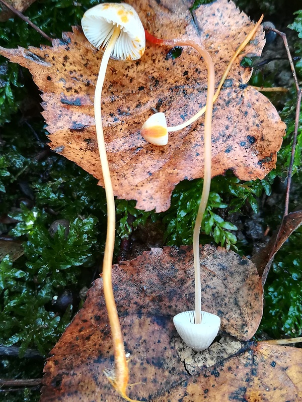 prilbička šafranová Mycena crocata (Schrad.) P. Kumm.