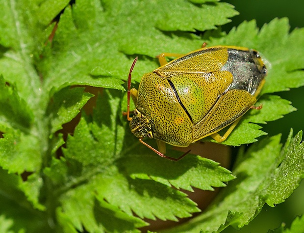 bzdocha Piezodorus lituratus