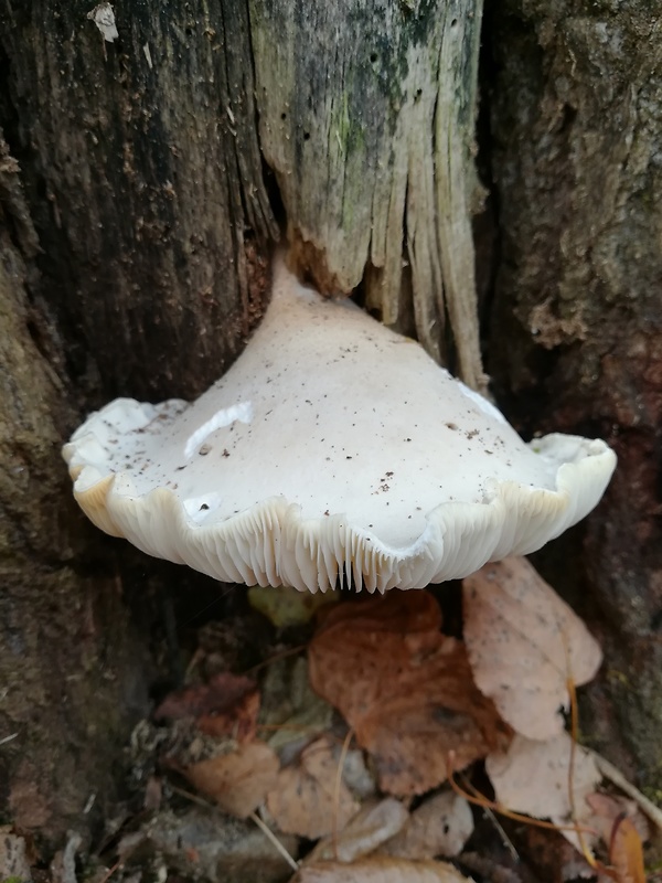 hliva dubová Pleurotus dryinus (Pers.) P. Kumm.