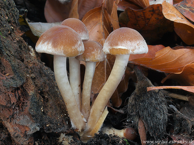 drobuľka vodomilná ??? Psathyrella piluliformis (Bull.) P.D. Orton